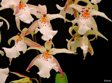 White Orchids