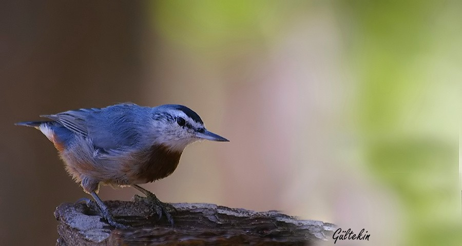 SIVACI