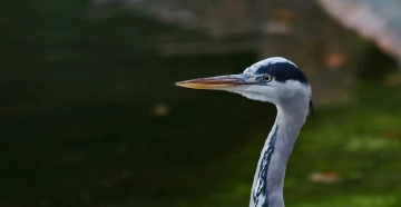 Looking...