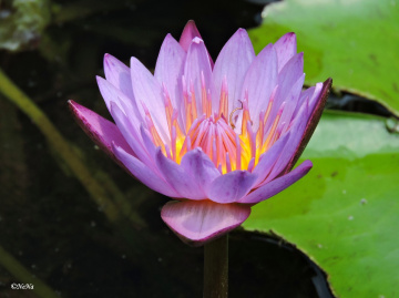 Nymphaea 