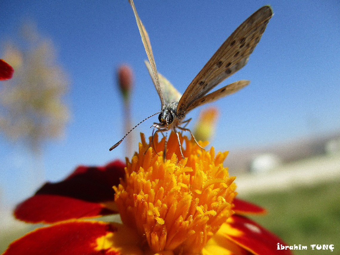 Kelebeğin Dünyası / Butterfly's Dream