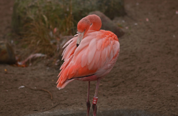 Flamingo
