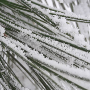 snow