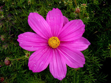BLÜTE 7