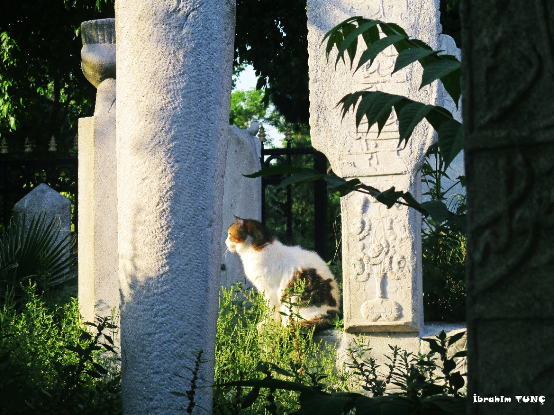 Tarihin İçindeki KEDİ