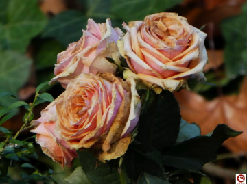Rosen