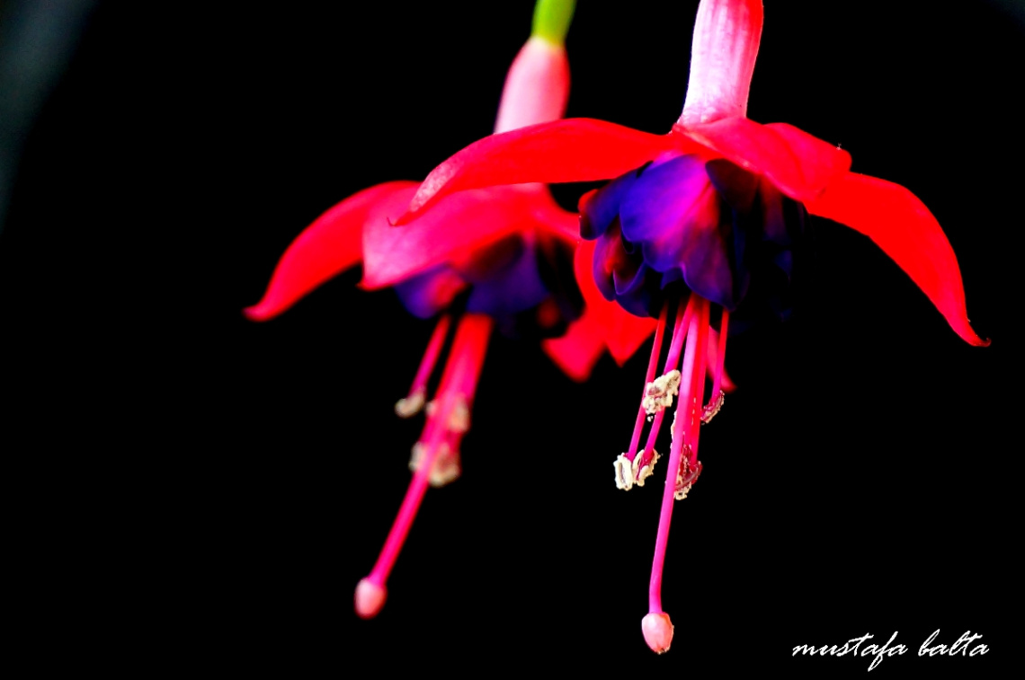 Miniciks Hayatlar Küpe Çiçeği 