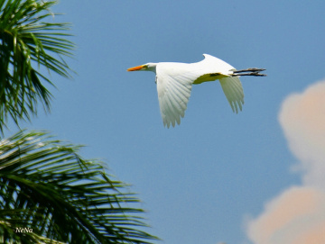 Free to fly...