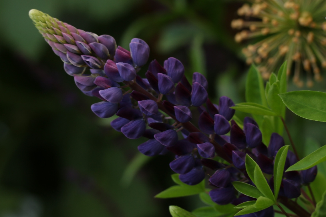Close to purple