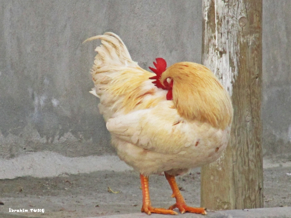 Yalnızlık