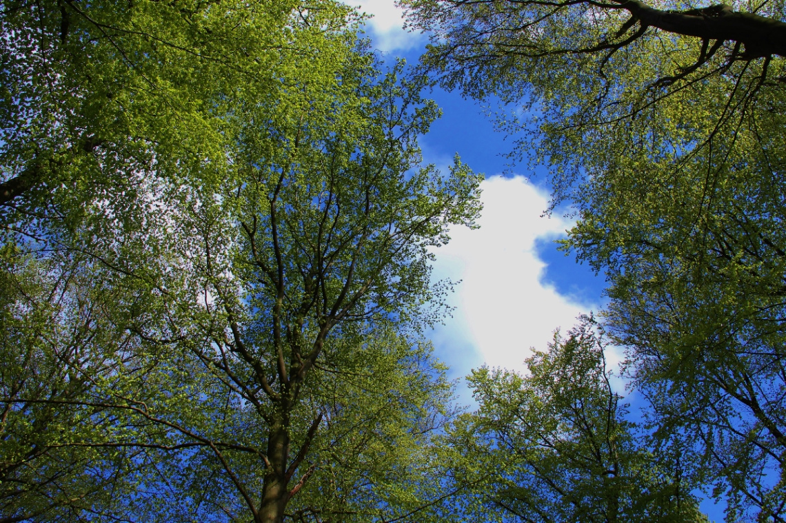 Looking up in the forest