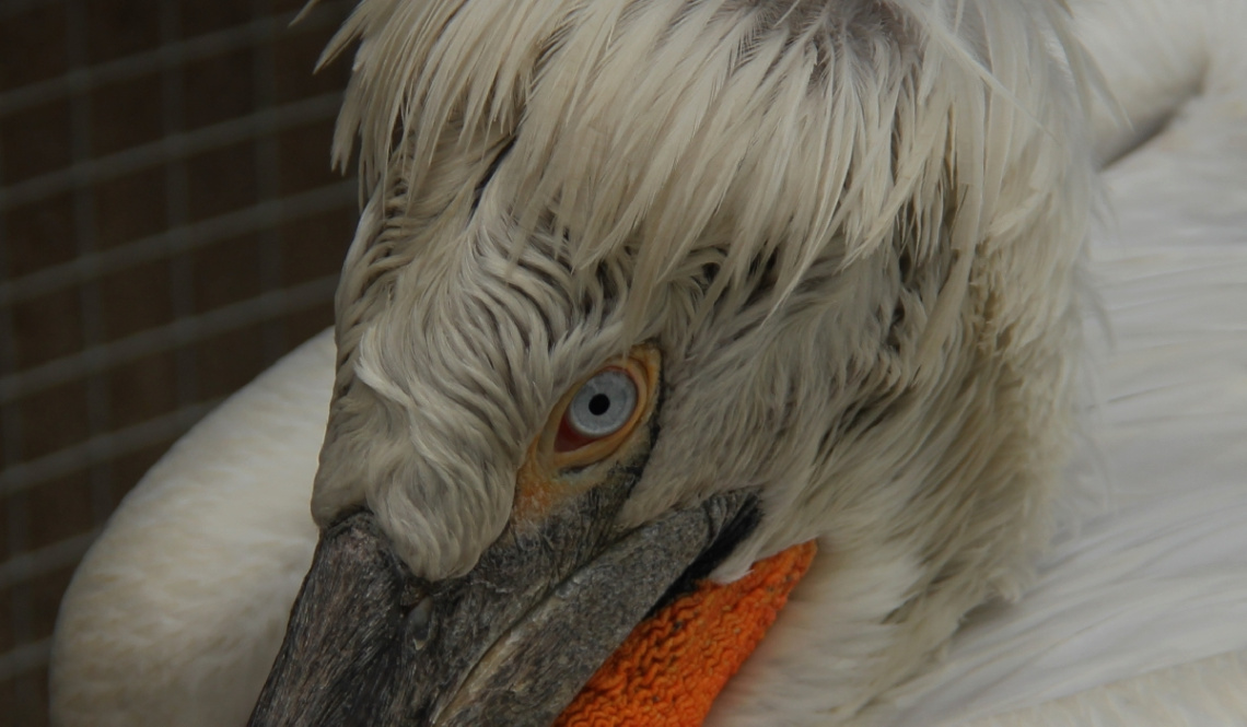 Dalmatian Pelican