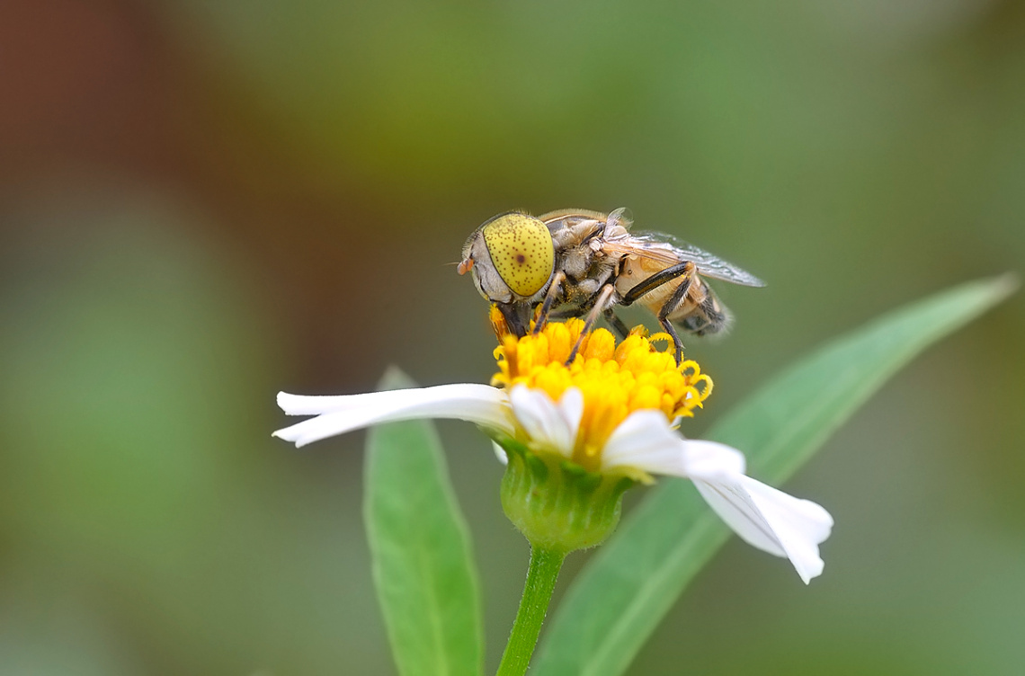Fly