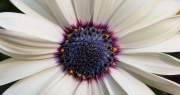 Close up 