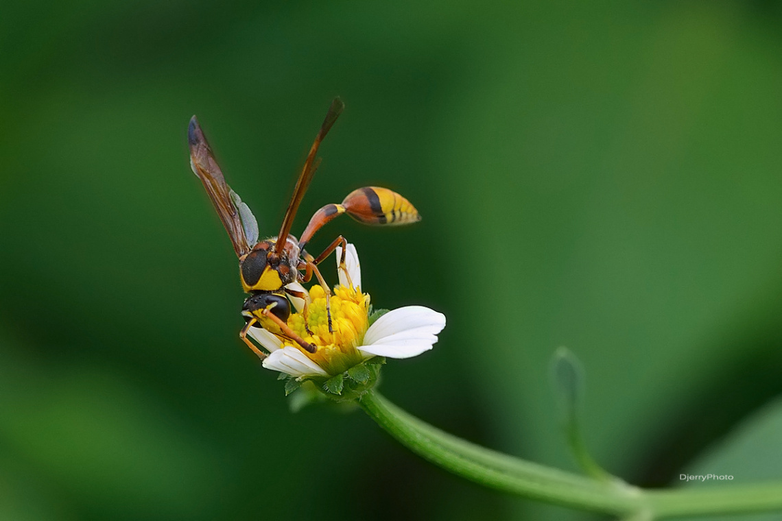 Yellow Jacket
