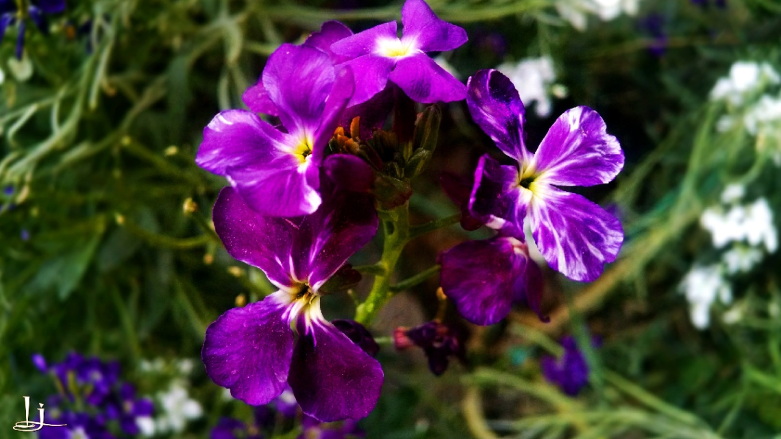 Beauties bunched