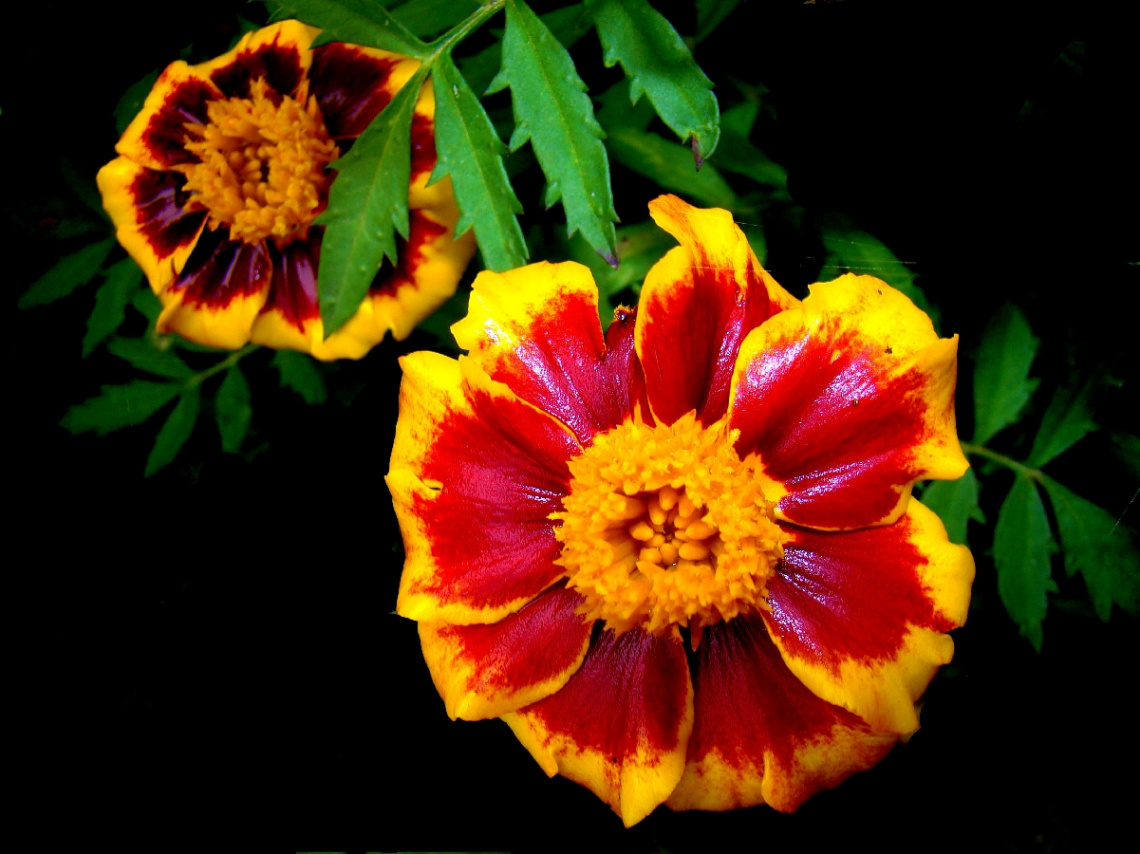 BLÜTEN -