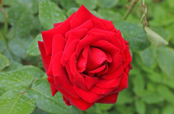 Rose moment
