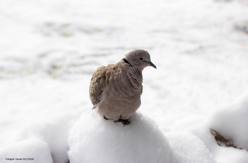 bird