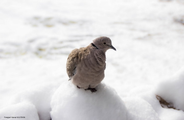 bird
