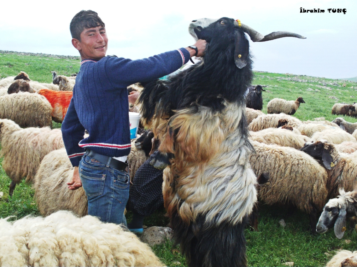 Zokad Beldesi / SİİRT