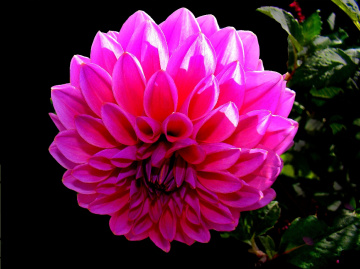 DAHLIE-