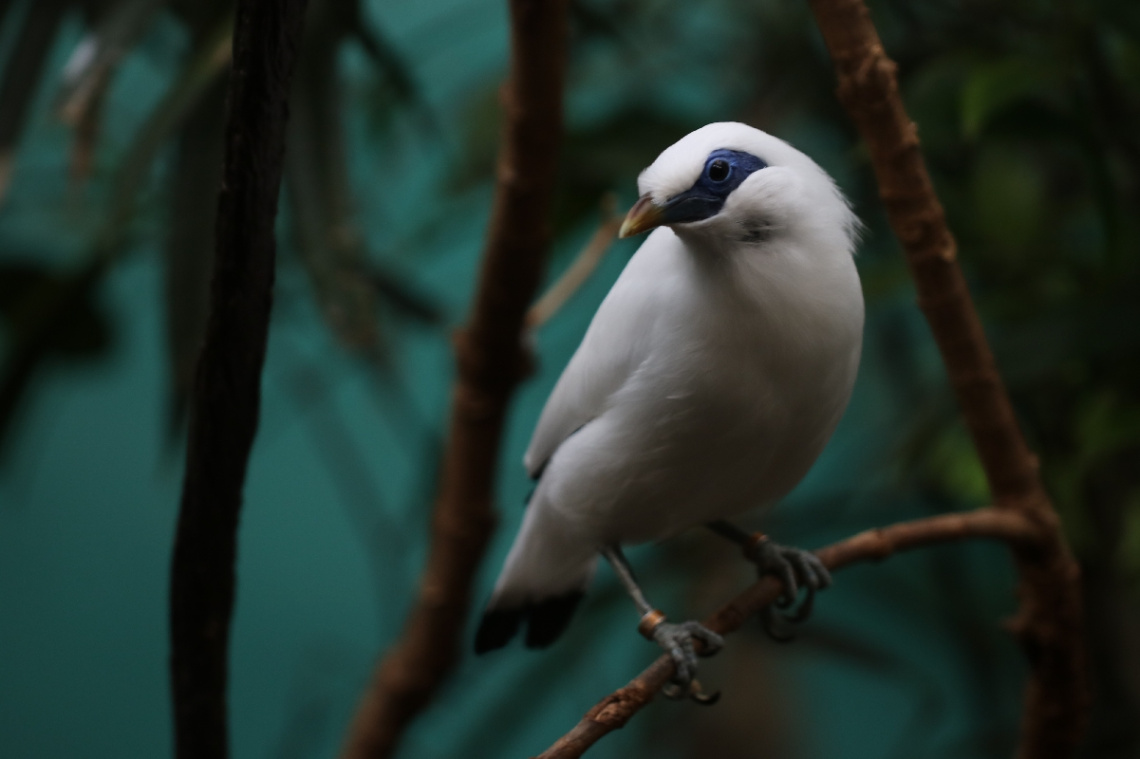 Blue and White 