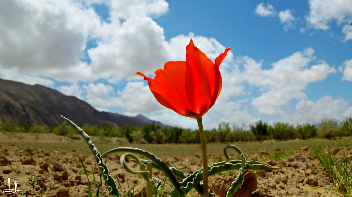 Wild valley Queen..