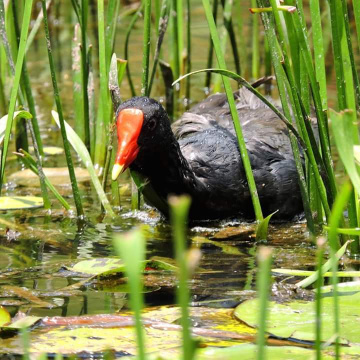 Common Moorhen