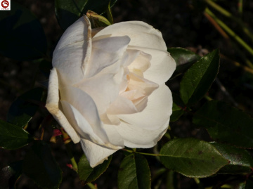 Weiße Rose