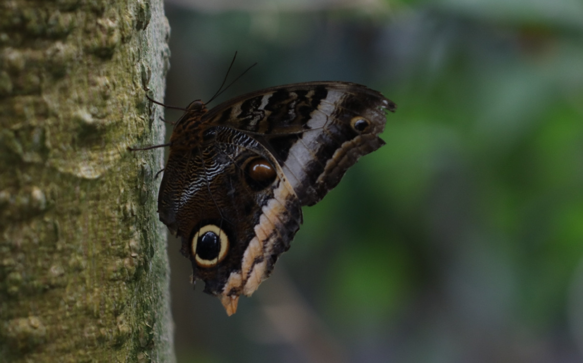 Free to fly