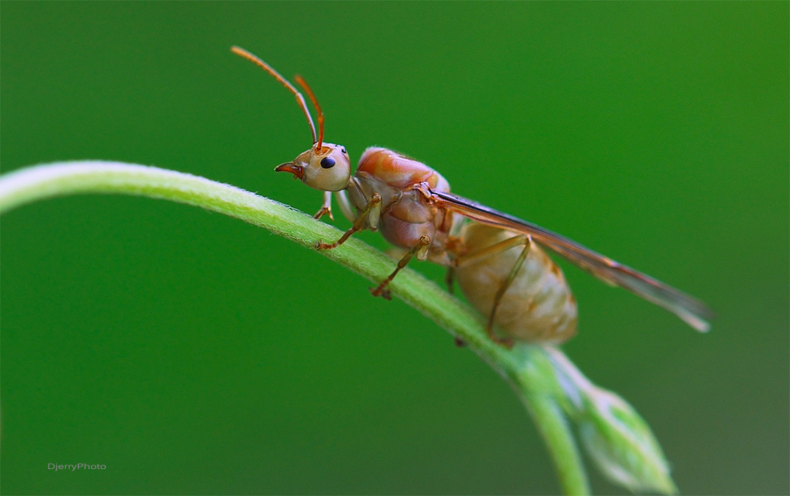 Winged ants