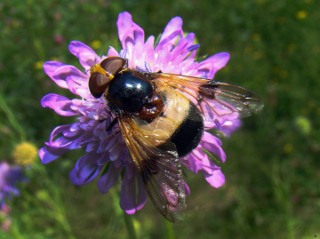 WALDSCHWEBFLIEGE 