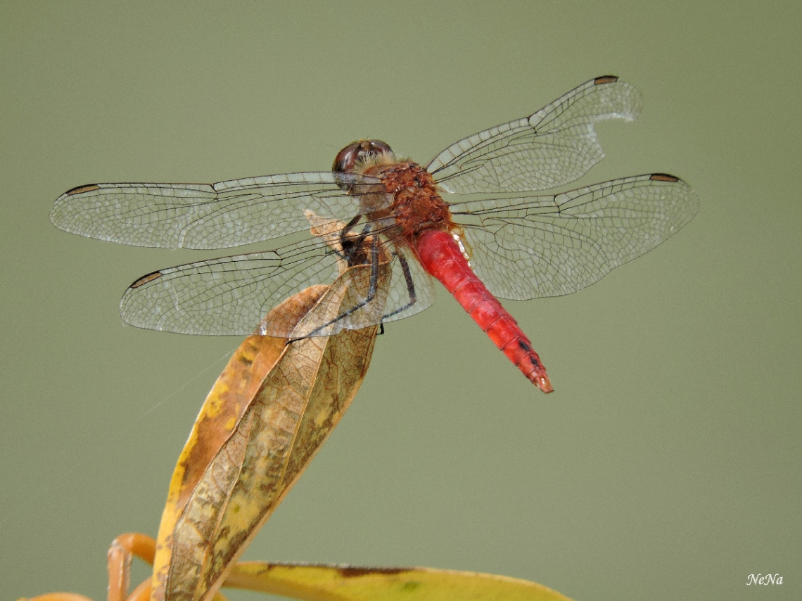 Wings Details