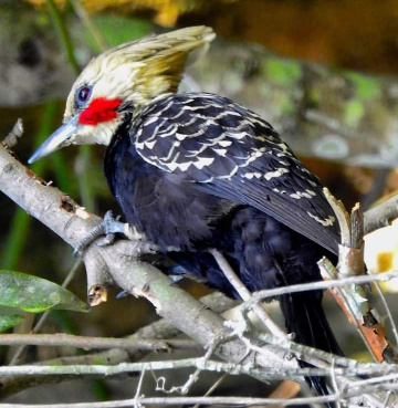 Woodpecker