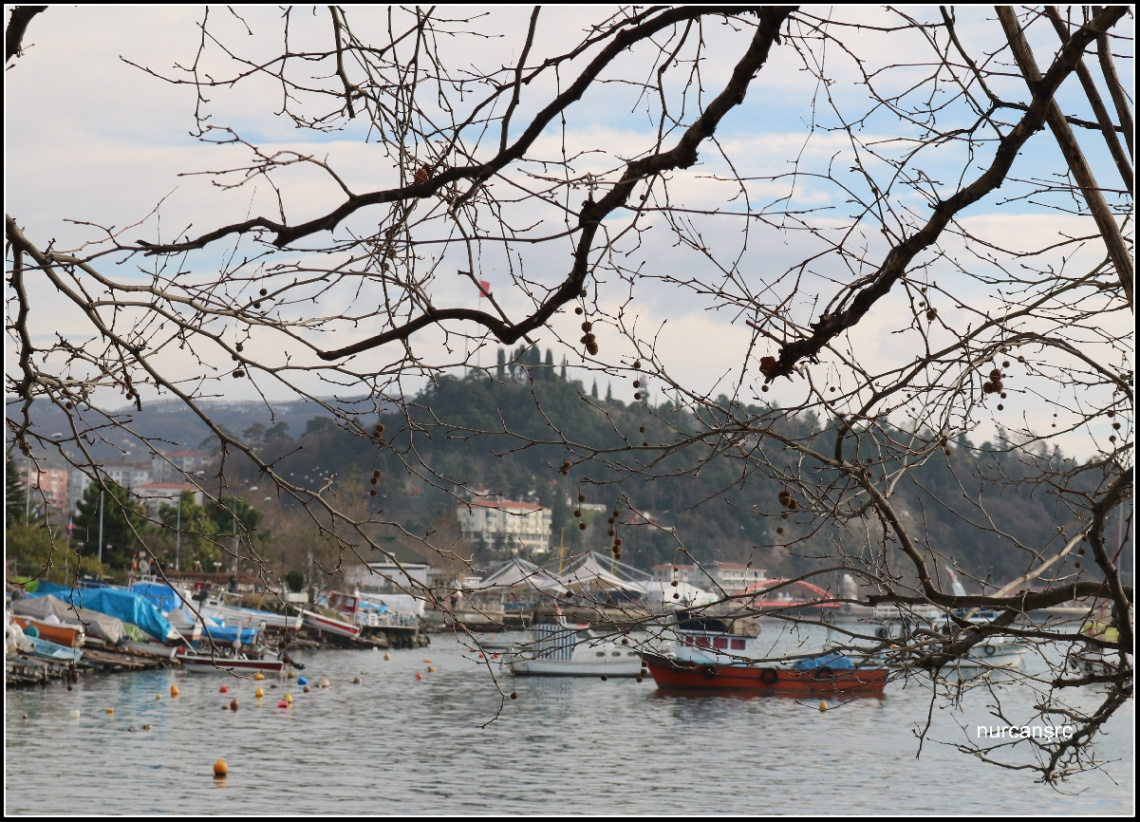 ağaç dalları