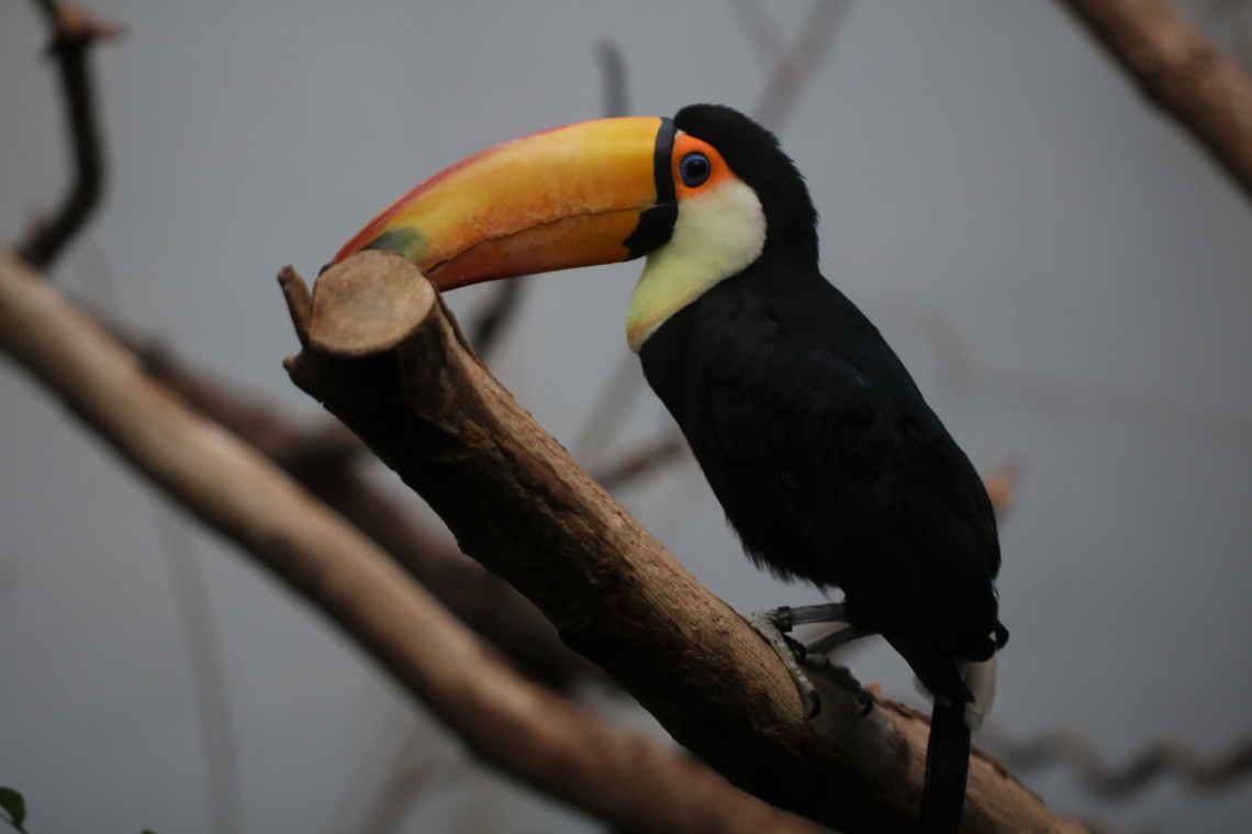 Toucans moment