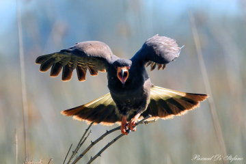 Very Angry