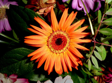 BLÜTE)