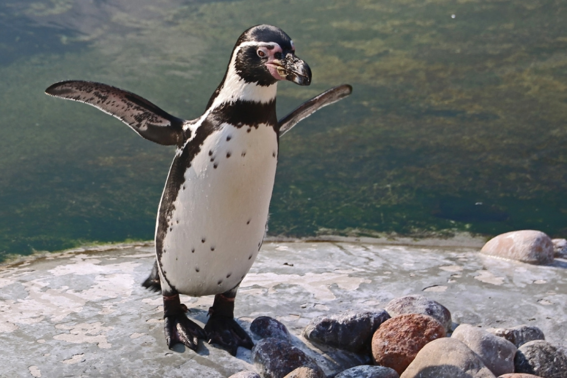 - Sorry dude, you can not fly