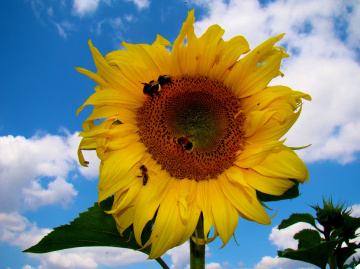 SONNENBLUME 