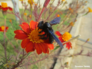 Blue Carpenter Bee