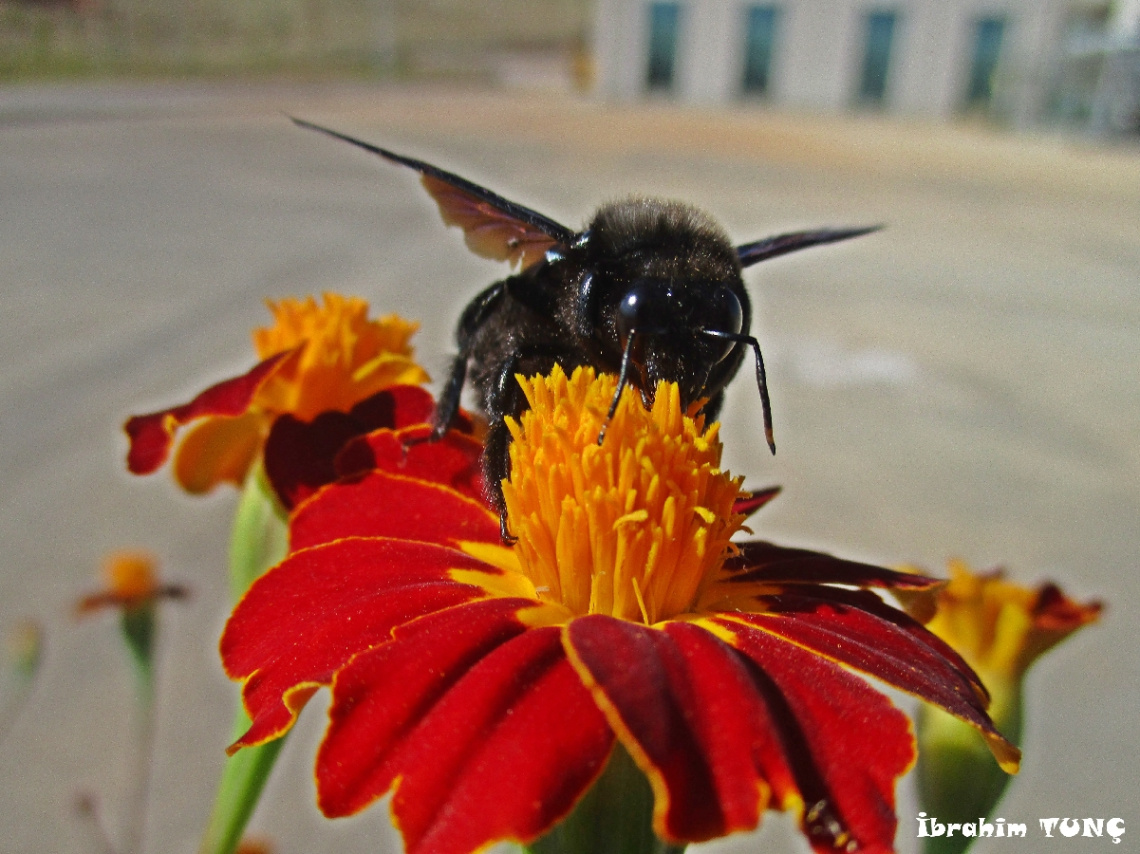Blue Carpenter Bee