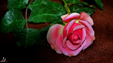 For all friends with Love