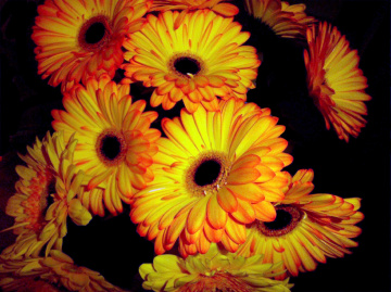 BLÜTEN 