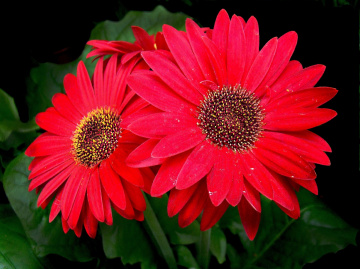 BLÜTEN