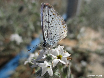 Çokgözlü Esmer (Polyommatus agestis)