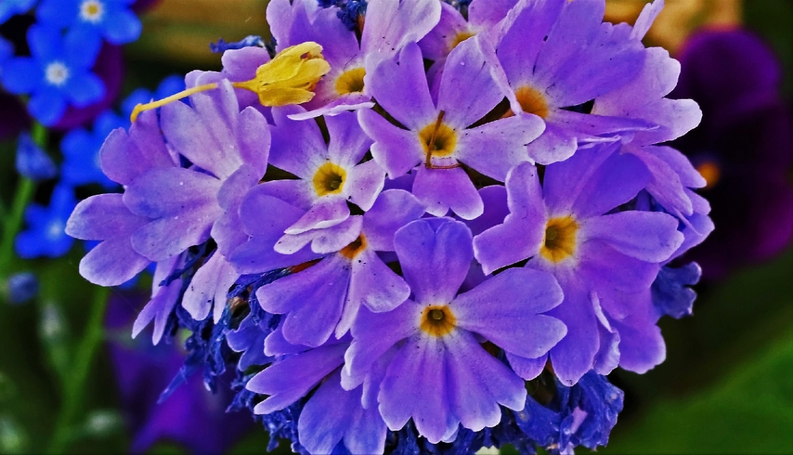 Sharp Colour 