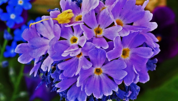 Sharp Colour 