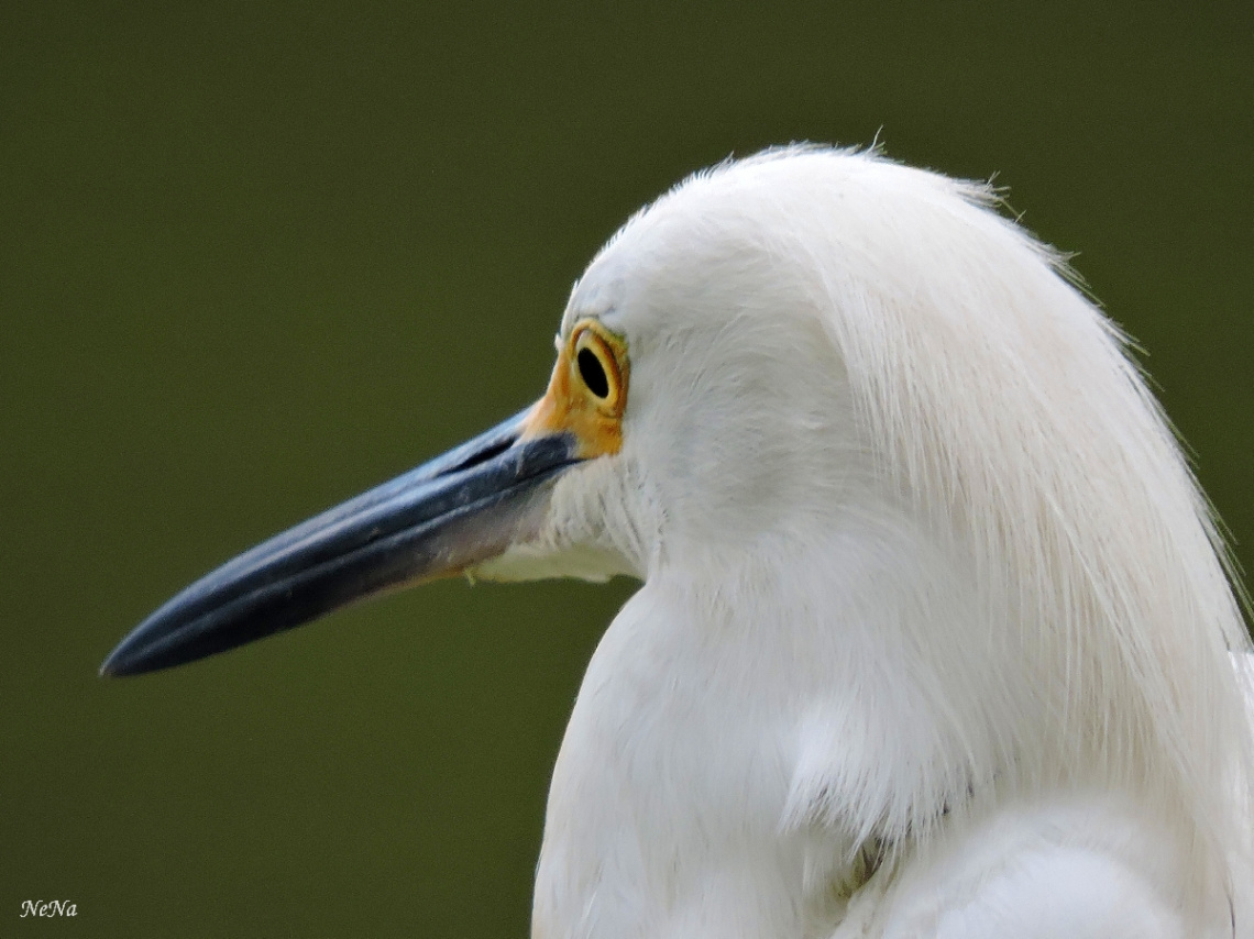 Displaying your tuft